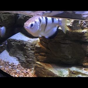 Meet your Posher, Carly